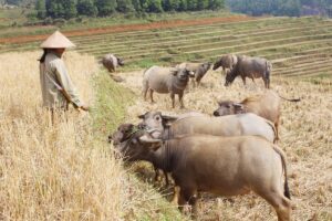 Mơ thấy trâu đánh con gì? Phân tích ý nghĩa giấc mơ cùng Gi8