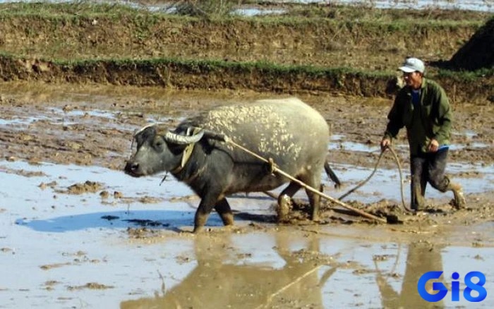 Nằm chiêm bao thấy trâu đang cày ruộng cho thấy bạn rất siêng năng