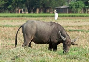 Mơ thấy cưỡi trâu đánh trận đánh đề con gì thành công