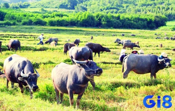 Đàn trâu đông đảo trong giấc mơ báo hiệu sự thịnh vượng và thành công đang đến gần