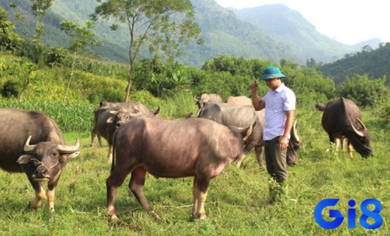 Người khác đang chăn trâu trong giấc mơ có thể phản ánh mối quan hệ và sự hỗ trợ mà bạn nhận được