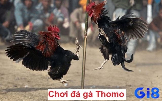 Đá gà Thomo mang lại cho người chơi những trải nghiệm tuyệt vời 