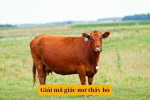 Mơ thấy mua bò đánh đề con gì? Đây là điềm báo tốt hay xấu