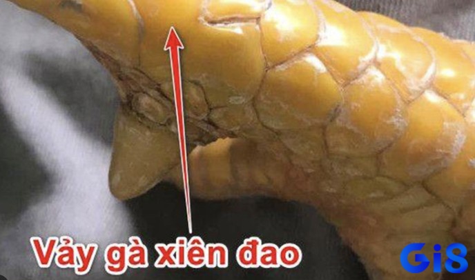 Nhận biết gà vảy xuyên đao đơn giản dễ dàng